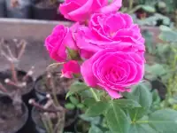 Роза ч/г. Саженцы 2х летние, фотография 9