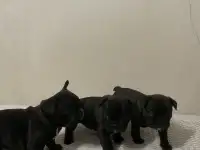 Щенки французского бульдога, фотография 3