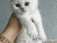Котята Серебристая шиншилла, фотография 2