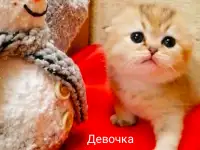 Продажа шотландского котенка, фотография 4