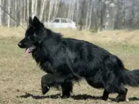 Немецкая овчарка