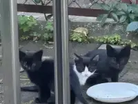 Отдаю котят в добрые руки