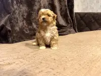 Мальтипу щенки