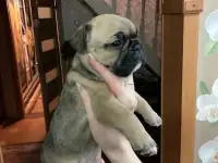 Французский бульдог