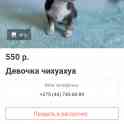 Продам чихуа－хуа, фотография 2