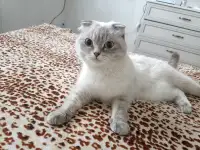 Продаются котята, фотография 5
