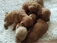 Щенки той-пуделя продажа, фотография 5