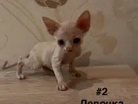 Котята канадского сфинкса браш, резинка, бархат, фотография 2