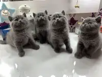 Британские котята.