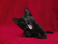 Черный котенок Блэкки в дар добрым сердцам!, фотография 8