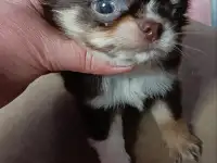 Чихуахуа мини ,мальчики, фотография 3