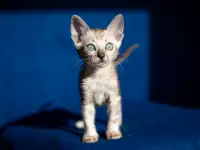 Уникальная бенгальская кошечка мраморного снежного окраса снежная рысь