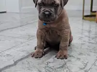 Щенки Кане корсо