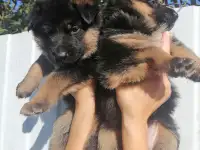 Щенки немецкой овчарки, фотография 2