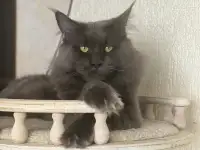 Котята мейн-кун полидакты  (5 мес) с документами, фотография 3