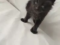 Котята Мейн-кун, фотография 3
