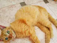 Красавчик Фокс ищет дом!, фотография 2