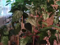 Продам цветы, фотография 3