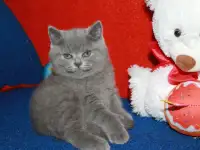 Котята британцы, фотография 3