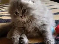 Шотландская девочка, фотография 5