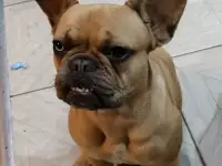 Французский бульдог, фотография 2