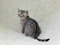 Котенок шотландский прямоухий, кот, окрас SFS 71 ns24, серебро, фотография 3