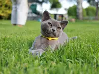 Котенок Европейской Бурмы голубого окраса, фотография 9