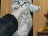Шотландские чистокровные котята, фотография 12