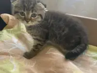 Шотландские вислоухие котята