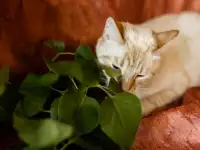 Нежный и красивый котик Беня в дар, фотография 4