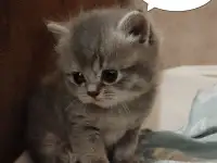 Скотиш страйт, фотография 6