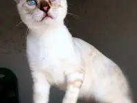 Бенгальские котята снежные барсы, фотография 10