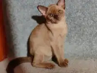 Котята европейской бурмы, фотография 6