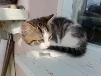 Котята, фотография 3