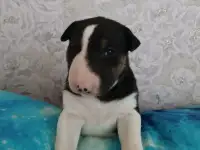 Бультерьера щенки