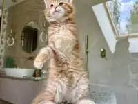 Крупный мальчик мейн-кун, фотография 2