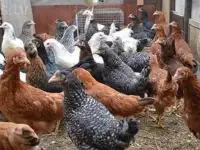 куры несушки  доставка по району, фотография 2