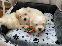 Продаются щенки мальтийской болонки, фотография 3