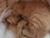Котенок в добрые руки, фотография 3