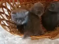 Шотландские котята, фотография 8