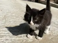Пушистый котёнок (1 мес), фотография 3