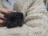 Котята в добрые руки, фотография 5