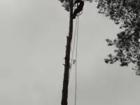 Спилка дерева любой сложности и размера.