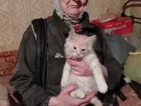 Отдам котят, фотография 2