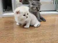 Котята шотландские, фотография 5