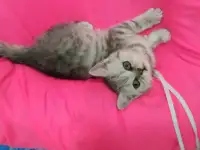 Продаются британские котята, фотография 2
