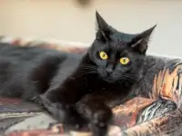 Черная кошка Ириска в поисках семьи!, фотография 4