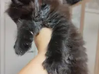 Мейн Кун, фотография 4