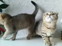 Шотландские вислоухие котята, фотография 3