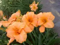 Лилейники, фотография 9